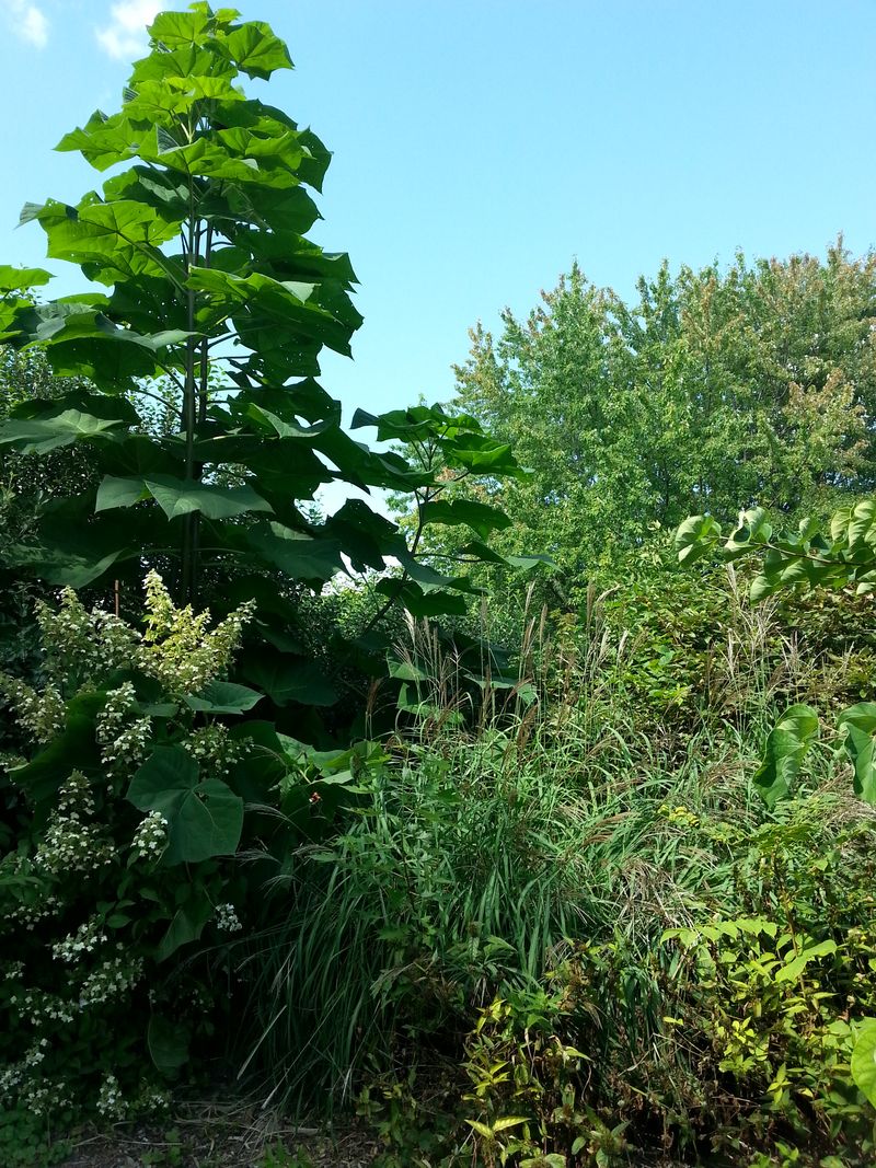 On le trouve au Jardin : le paulownia (Paulownia tomentosa)