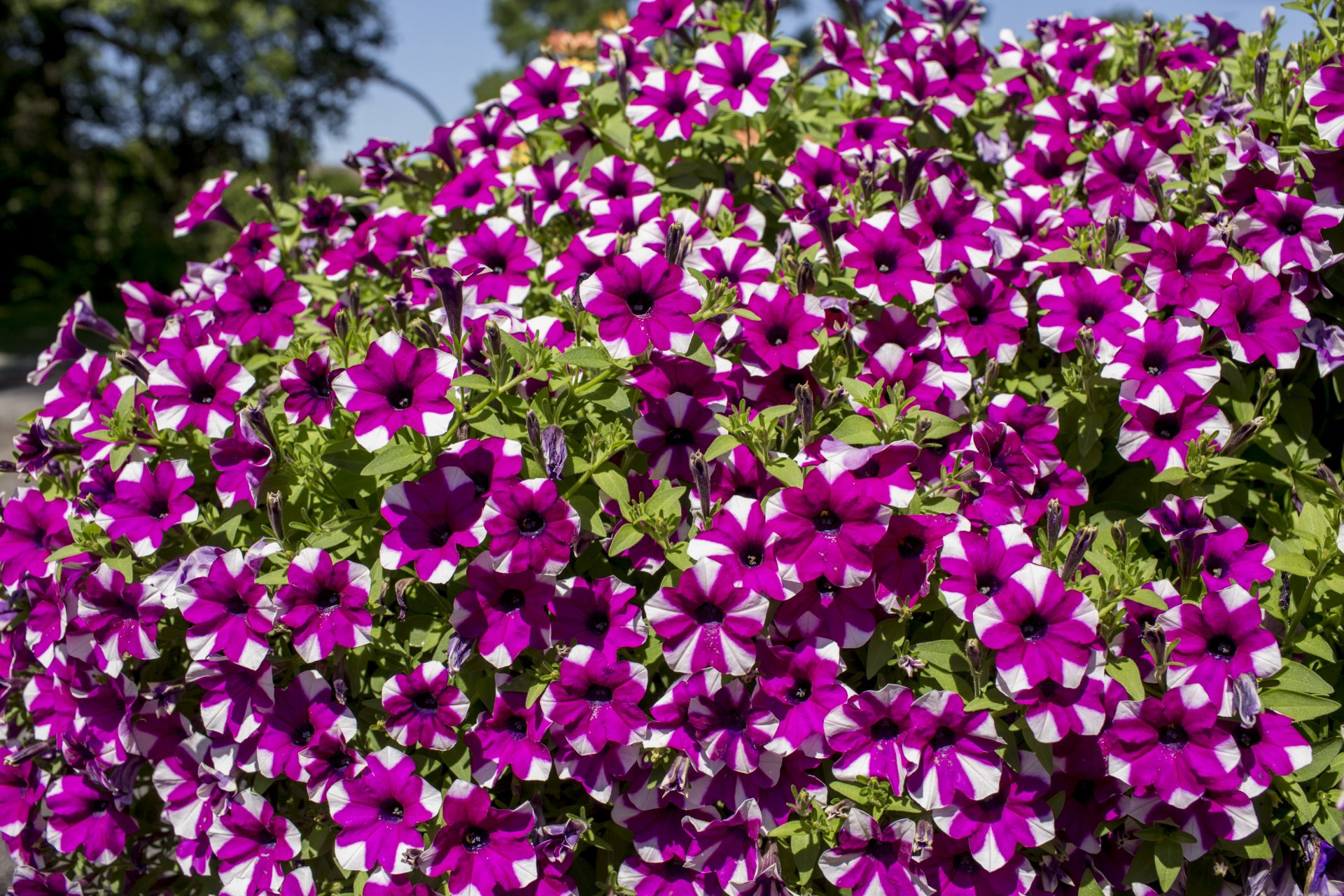 Petunia Shortcake™ Blueberry, le pétunia Shortcake™ Blueberry (Syngenta, Chine, 2020)