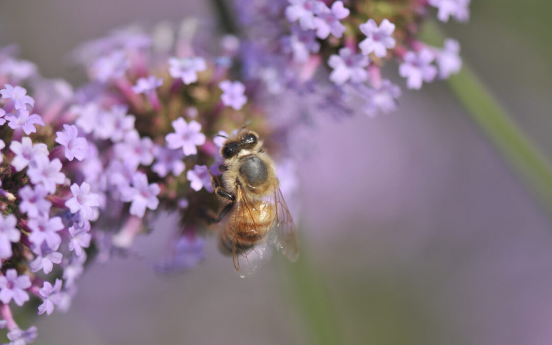 5-Les fleurs à la rescousse des pollinisateurs !