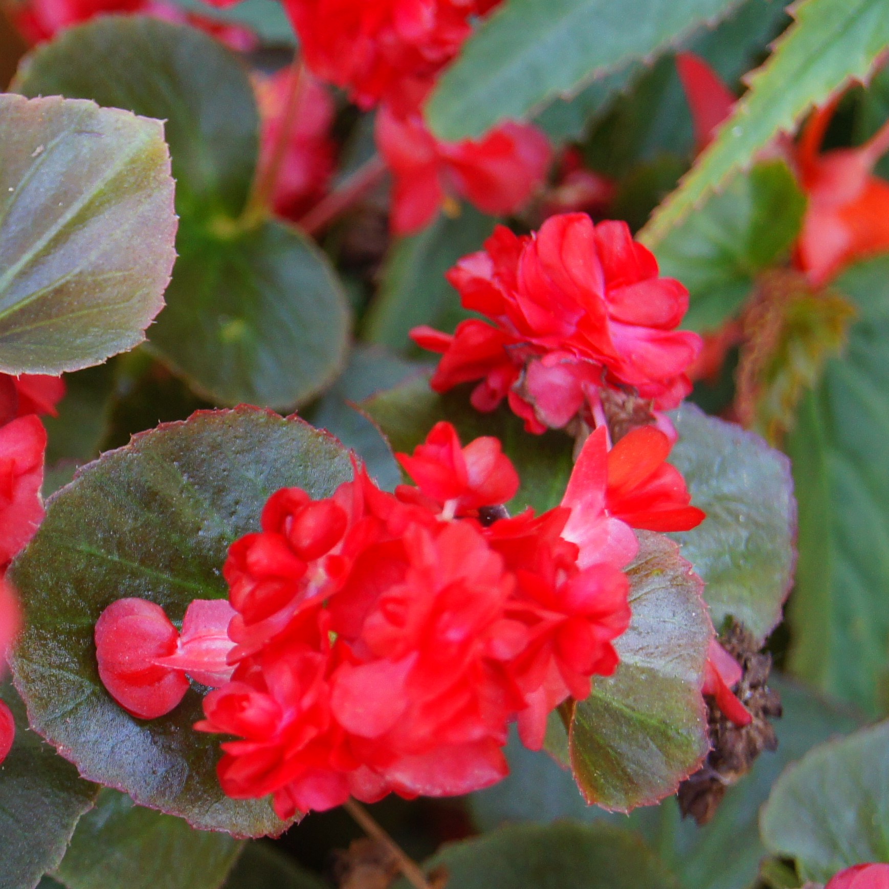Begonia semperflorens Double Up™ Red (‘LEGDBLRED’) Bégonia toujours fleuri Double Up™ Red Hauteur : 25 à 30 cm (10 à 12 po) Largeur : 25 à 30 cm (10 à 12 po) Ensoleillement : Soleil, mi-ombre, ombre